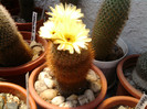 Notocactus schlosseri (11)