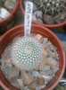 Notocactus scopa 1