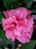 hibiscus roz-batut