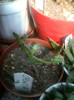 Opuntia sp