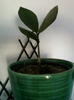 zamioculcas