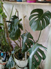 monstera deliciosa