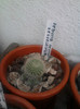 Rebutia senilis keseleringiana 1