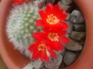 Rebutia tarvitaensis (2)