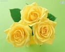 images (4)