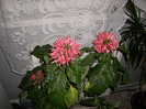 Coroana regala