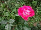 poze 798