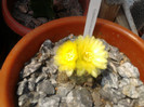 Gymnocalycium andeae