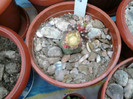 Gymnocalycium mihanovichii v. friedrichi f. satirat (1)