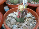 Gymnocalycium mihanovichii v. friedrichi f. satirat (2)