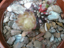 Gymnocalycium mihanovichii v. friedrichi f. satirat (3)
