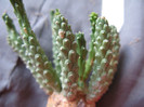 Euphorbia  coliculina