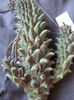 Euphorbia rudis