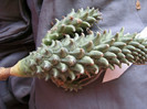 Euphorbia rudis