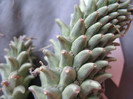 Euphorbia rudis