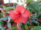hibi rouge tropique
