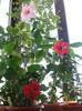 hibi dainty pink dianthoides si rouge tropique