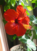 hibi rosu simplu - red rosalio