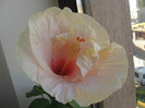 hibi acadian spring