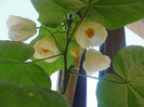 abuti giant white vine