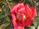 trandafiriii (1)