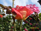 trandafiriii (4)