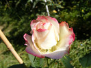 Jubile du Prince de Monaco