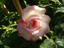 Jubile du Prince de Monaco