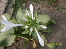 hosta