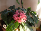 iacobinia1