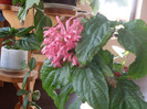 iacobinia5