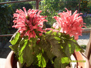 iacobinia 3