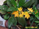 croasandra galbena