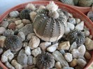 Fralea castanea