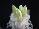 Discocactus horstii.