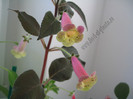 Kohleria Viktoria 4