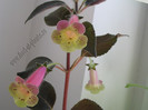 Kohleria Viktoria 5