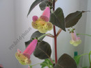 Kohleria Viktoria 6