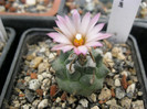 Turbinicarpus macrochele v.crevispinum