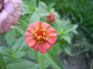 Zinnia elegans (2011, August 27)