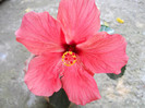 hibiscus Florentina