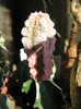 Euphorbia abdelkurii damask