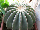 ECHINOCACTUS GRUSONII VAR. inermis