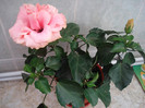 Classic Pink