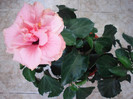 Classic Pink