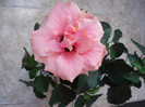 Classic Pink