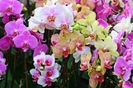 resized_flori_9
