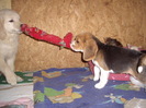 Beagle si Golden Retriever