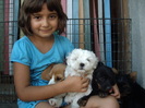 Bichon Maltese