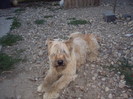 Briard Ciobanesc de Brie